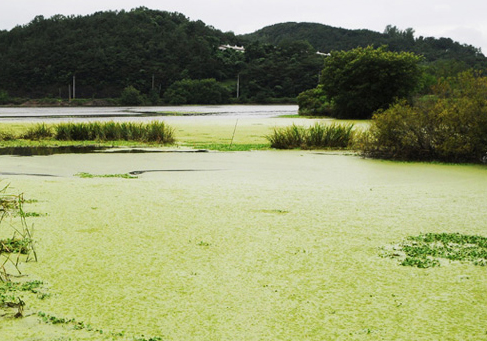 동백동산 습지
