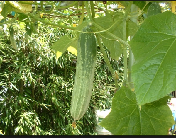 햇빛대신 조명등으로 키운 실내오이