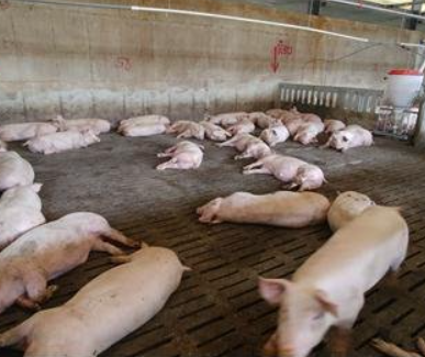 농장이라기보다 공장에 가까운 열악한 돼지 사육환경