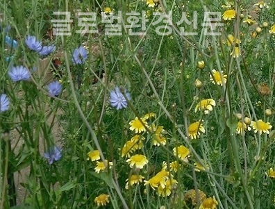 노란 쑥갓꽃속에 숨은 미인 보라 치커리꽃