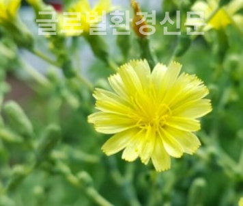식탁위 으뜸 채소, 상추꽃의 단아함