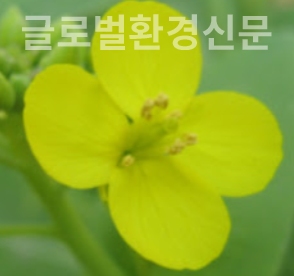 식탁의 여왕, 배추꽃의 황홀함
