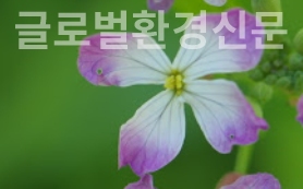 만능요리 '무우'꽃의 청초함