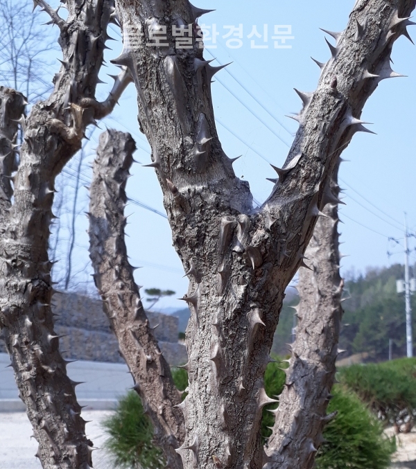 집지킴이 음나무, 무섭게 무장한 모습