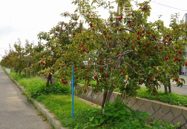 관광객들이 몰려드는 도심 사과나무 가로수. 일본 고쇼가라시