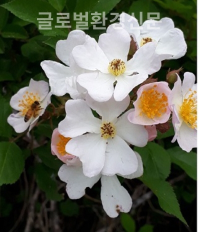 형기가 밴 청순함 그 자체, 찔레꽃