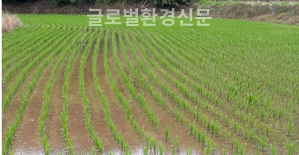 어린모가 만드는 대자연의 미