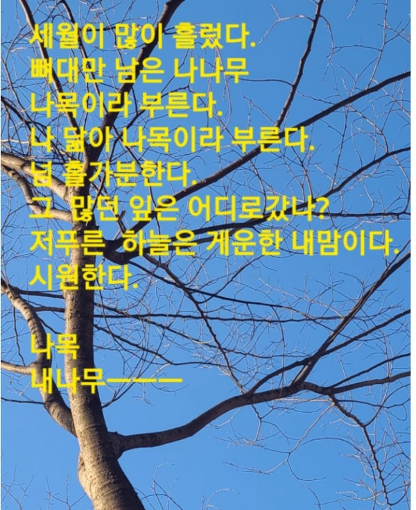 잎떨어진 나무의 본 모습에서 생명의 힘이 나오고 있다출처: 김현규의 나목
