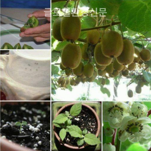 셀프가드너들의 키위 도전!