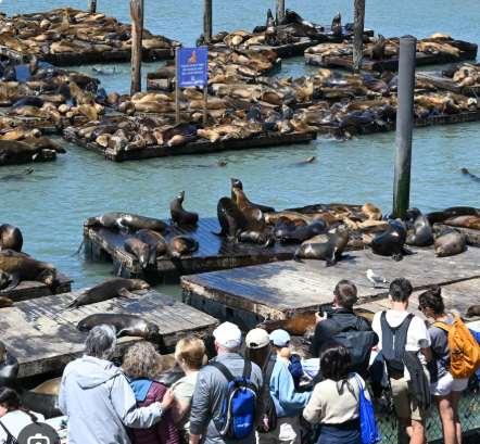 샌프란시스코 39부두 물개(sea lion),  시민과 관광객들의 인기코수
